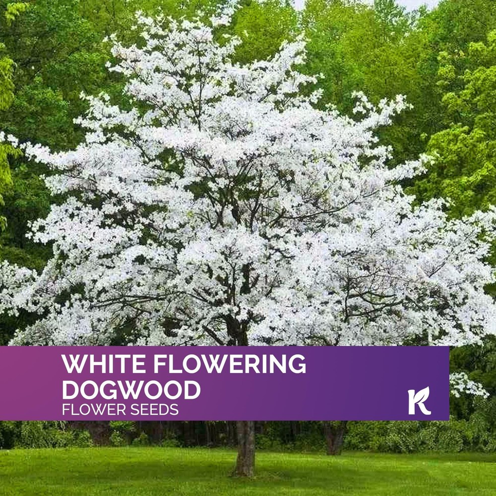 10 White Flowering Dogwood Seeds – Cornus Florida for Planting
