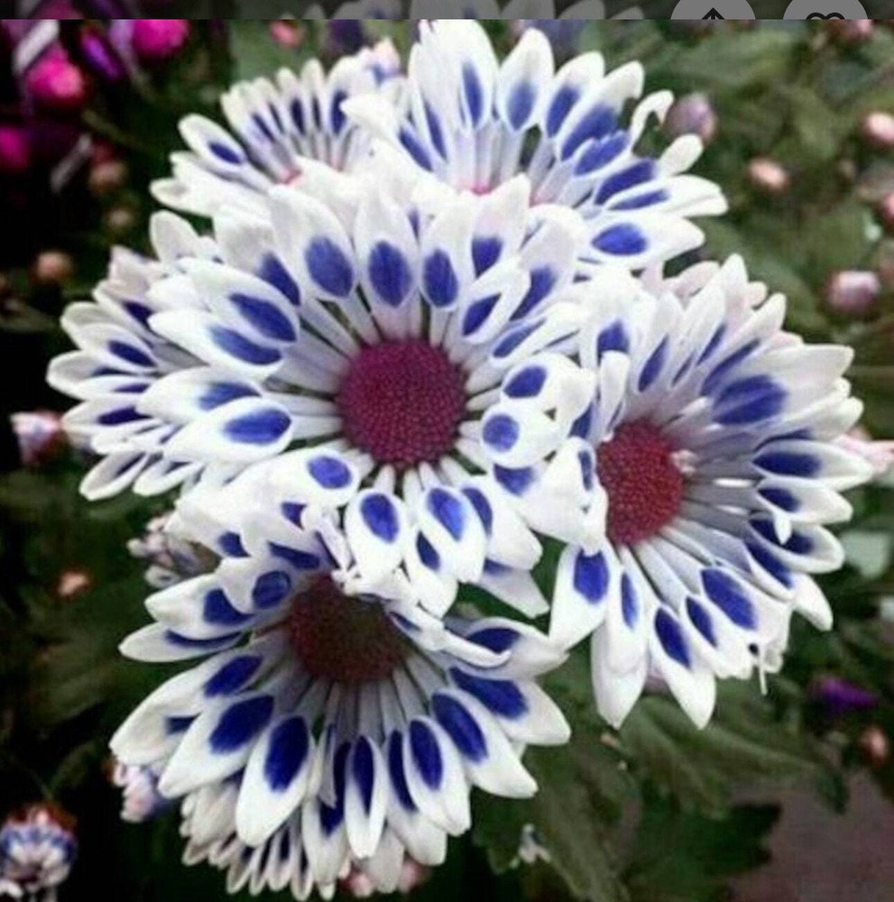 20 Blue Window Daisy flower seeds for spring summer Blue Yellow White colorful