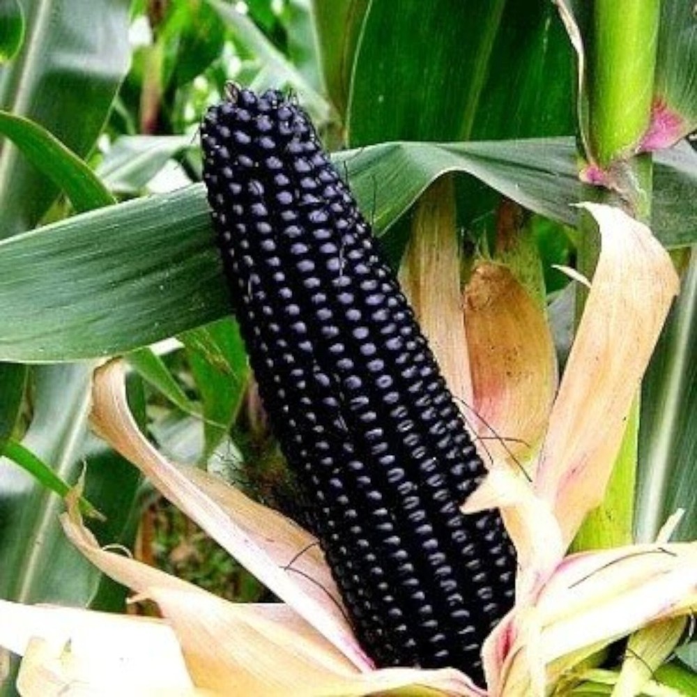 50pcs Black Corn Heirloom Seeds - Non-GMO, Open-Pollinated, Flour Corn