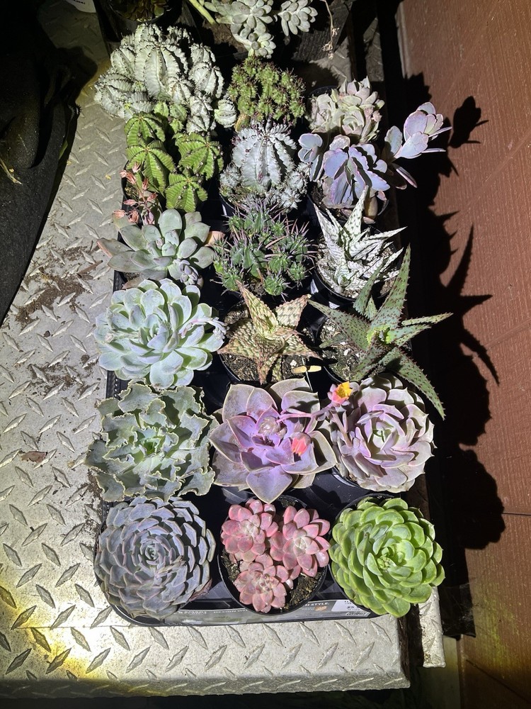 Succulent Cuttings 15-Pack Assorted Varieties All Rooted