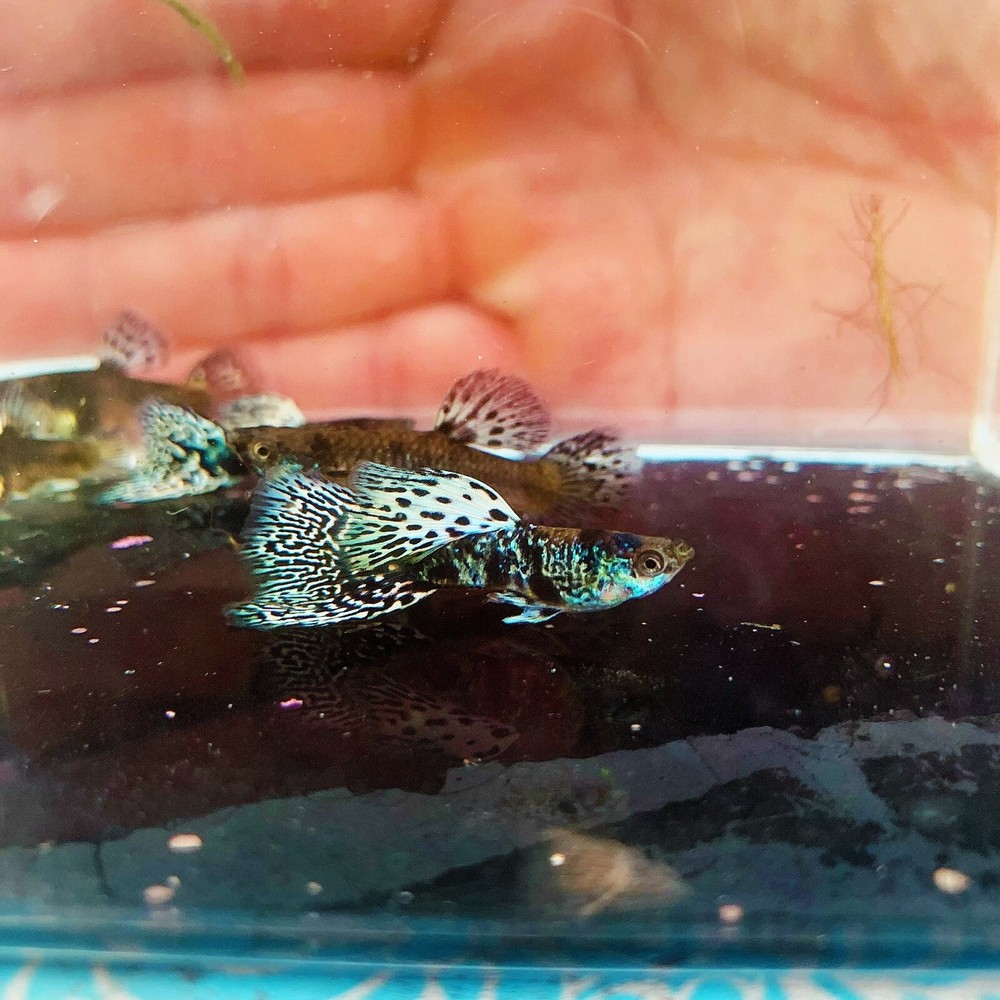 10 live guppy fry- Tiger King Cobra Guppy-High Quality Live Guppy Fish US Seller