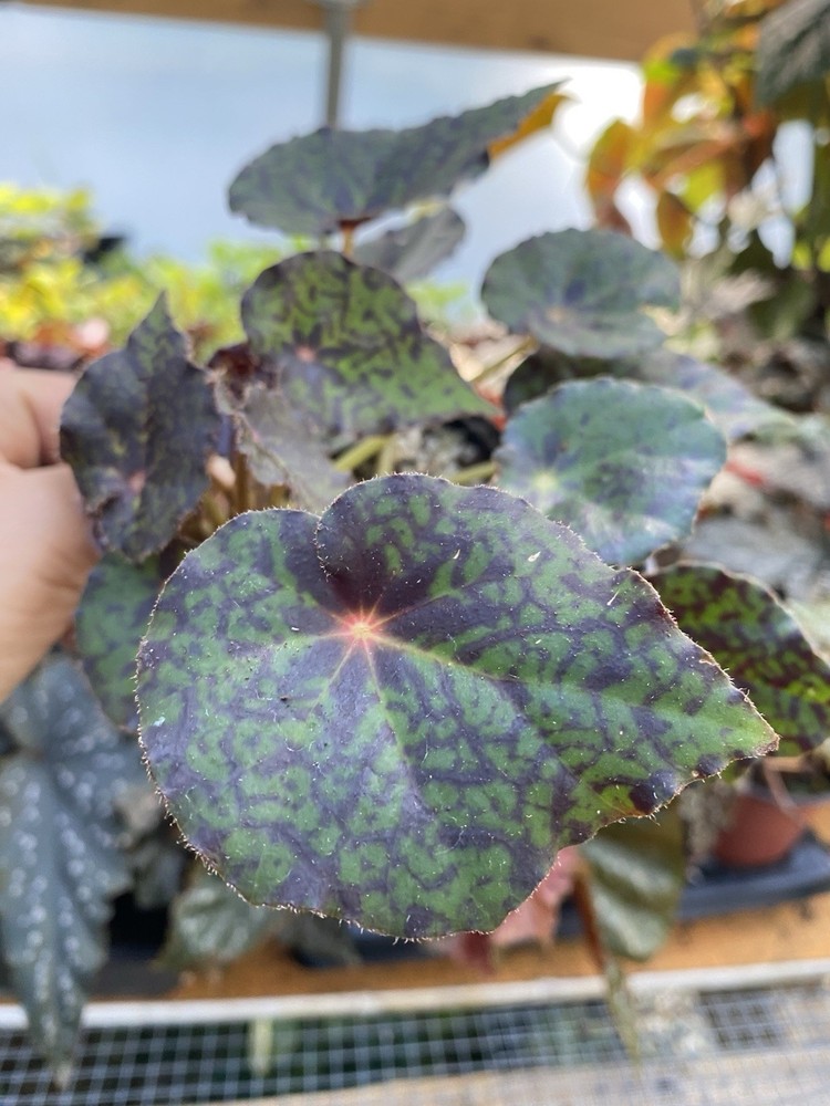 Rare Begonia “Red Planet” Live Houseplant Indoor Plant