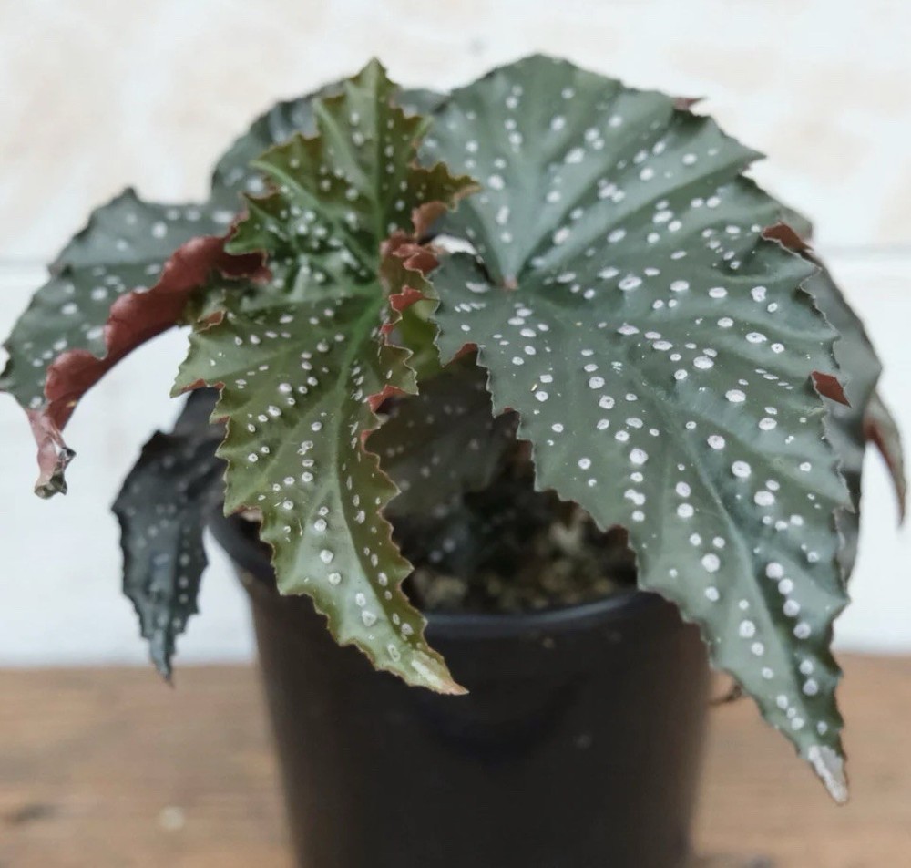Rex Begonia Angel Wing Rare Live Houseplant Fannie Moser 3” Pot 100% Organic