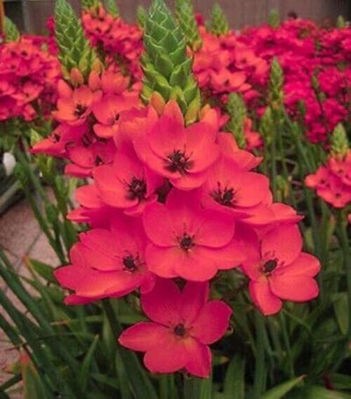 Imported Ornithogalum   Pink Color Flower Bulbs For Gardening (Pack Of 2 Bulbs)