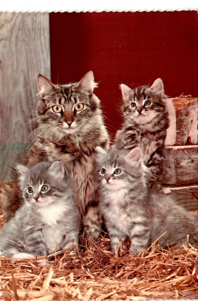 Edizioni, S/538, Italy, Italia, Printed, Imprimé, Dep Postcard