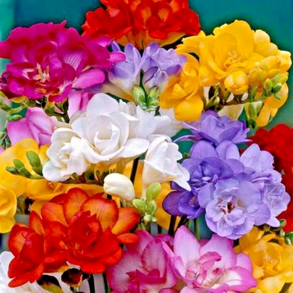 Imported Freesia Multi-color Flower Bulbs For Home Gardening (Pack of 4 Bulbs)