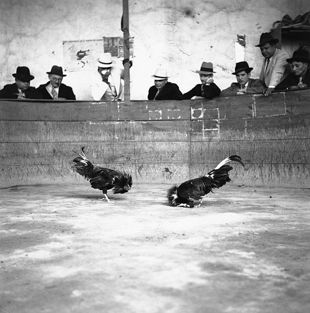 Spectators lean on the wall of a cockfighting ring where two birds- Old Photo