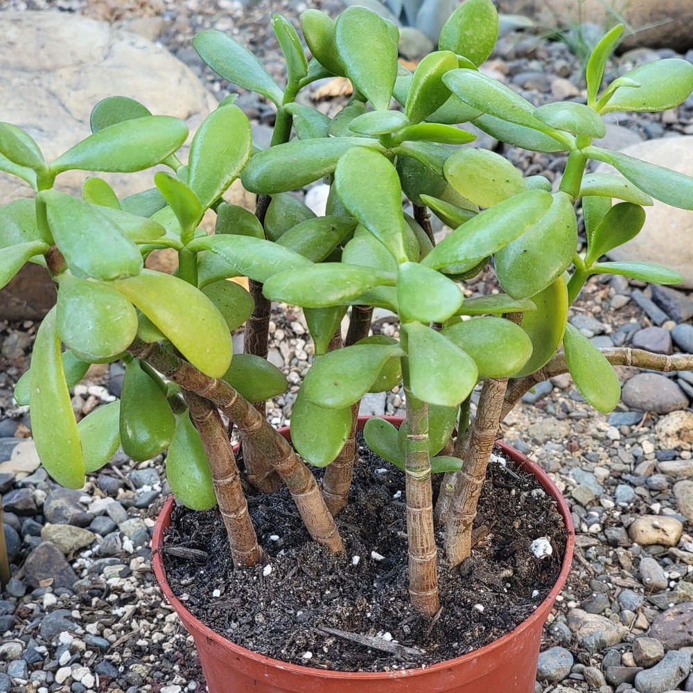 Crassula ovata 'Jade Plant' Live Rooted Succulent in 2 Sizes