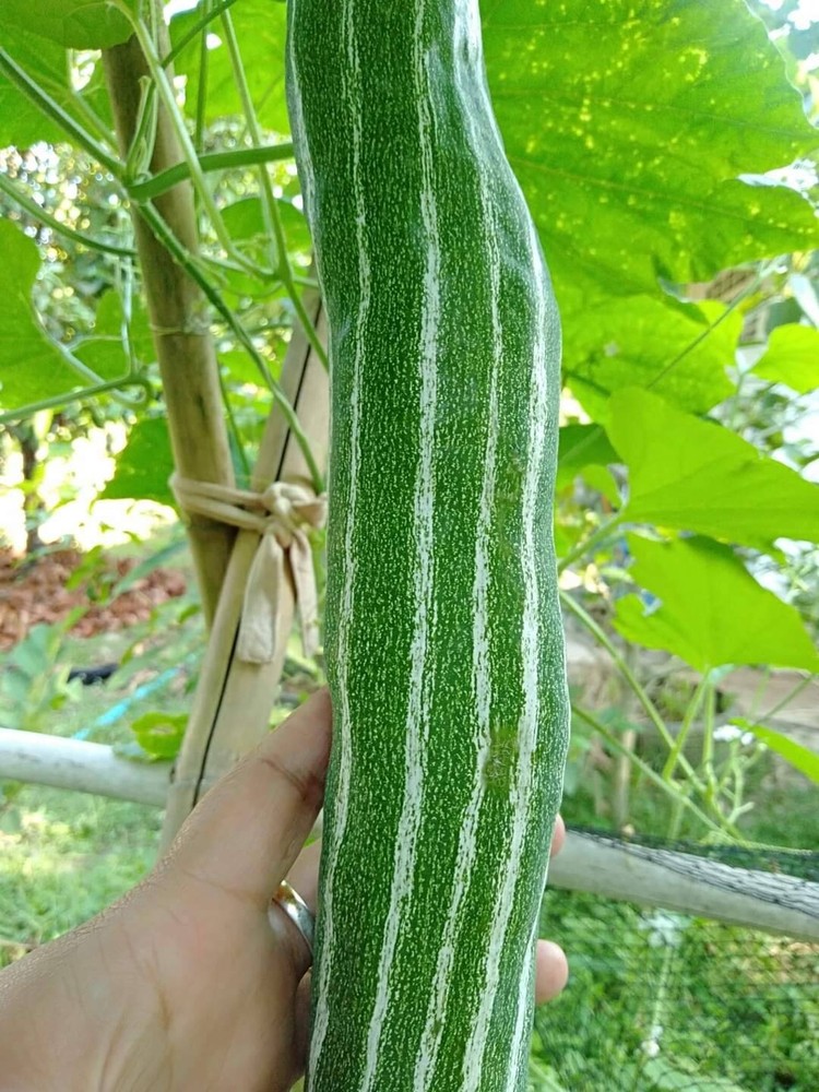 20 seeds of snake gourd for panting healthy plant vegetable seeds easy plant