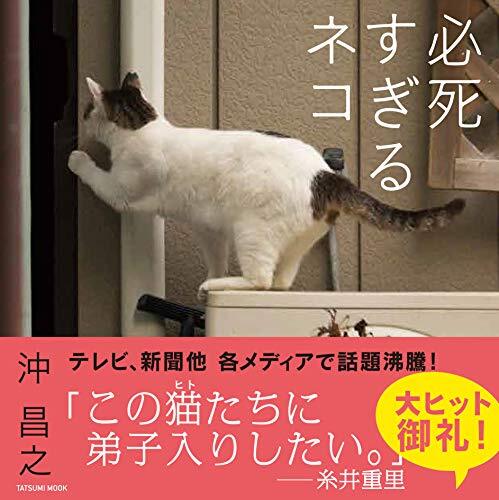 Photo collection Cat desperately desperate 