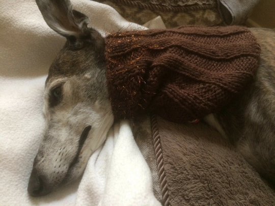 Cocoa w/ Copper Fringe Greyhound Dog Snood 2 wear w/ dog coat *100% Donation