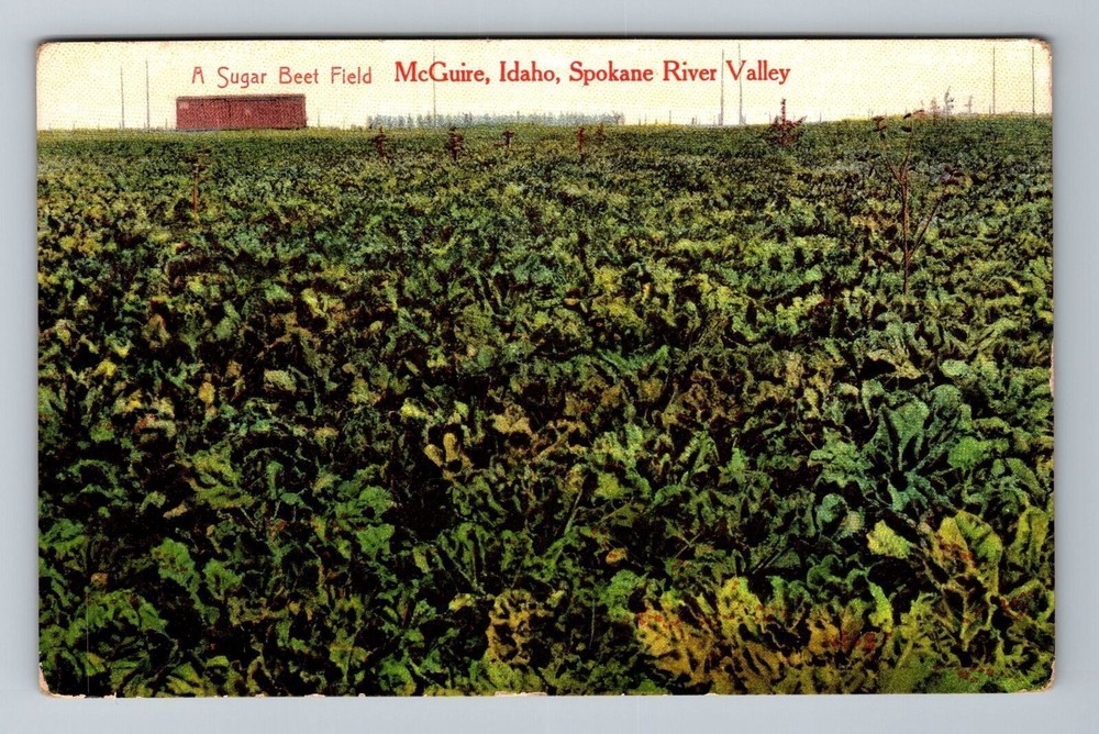 McGuire ID-Idaho, A Sugar Beet Field, Spokane River Valley, Vintage Postcard