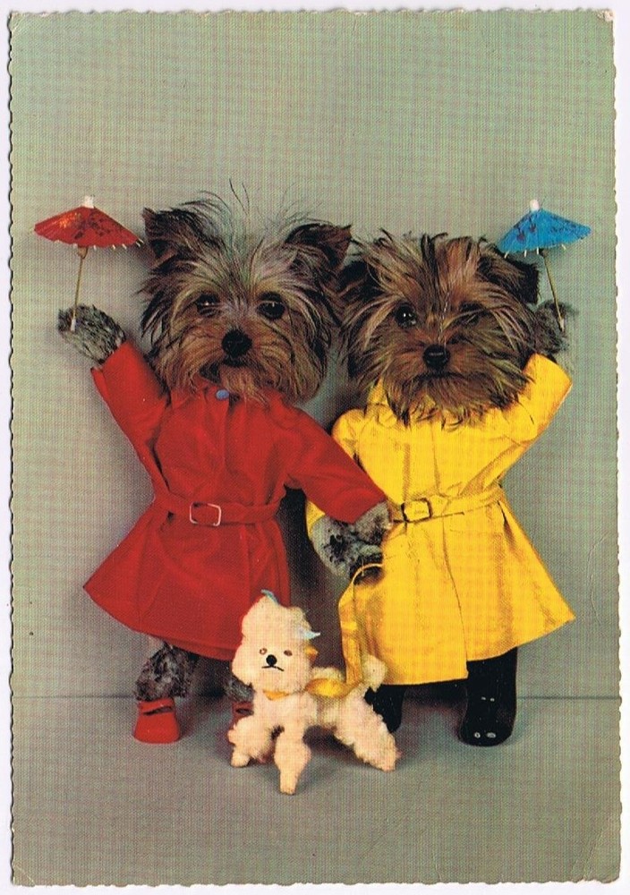 Yorkies and Toy Poodle in Raincoats Animal Postcard