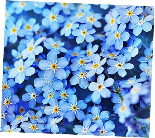 Forget Me Not Seeds - 5000 Seeds for Ground Cover for Tulips and Other Bulbs