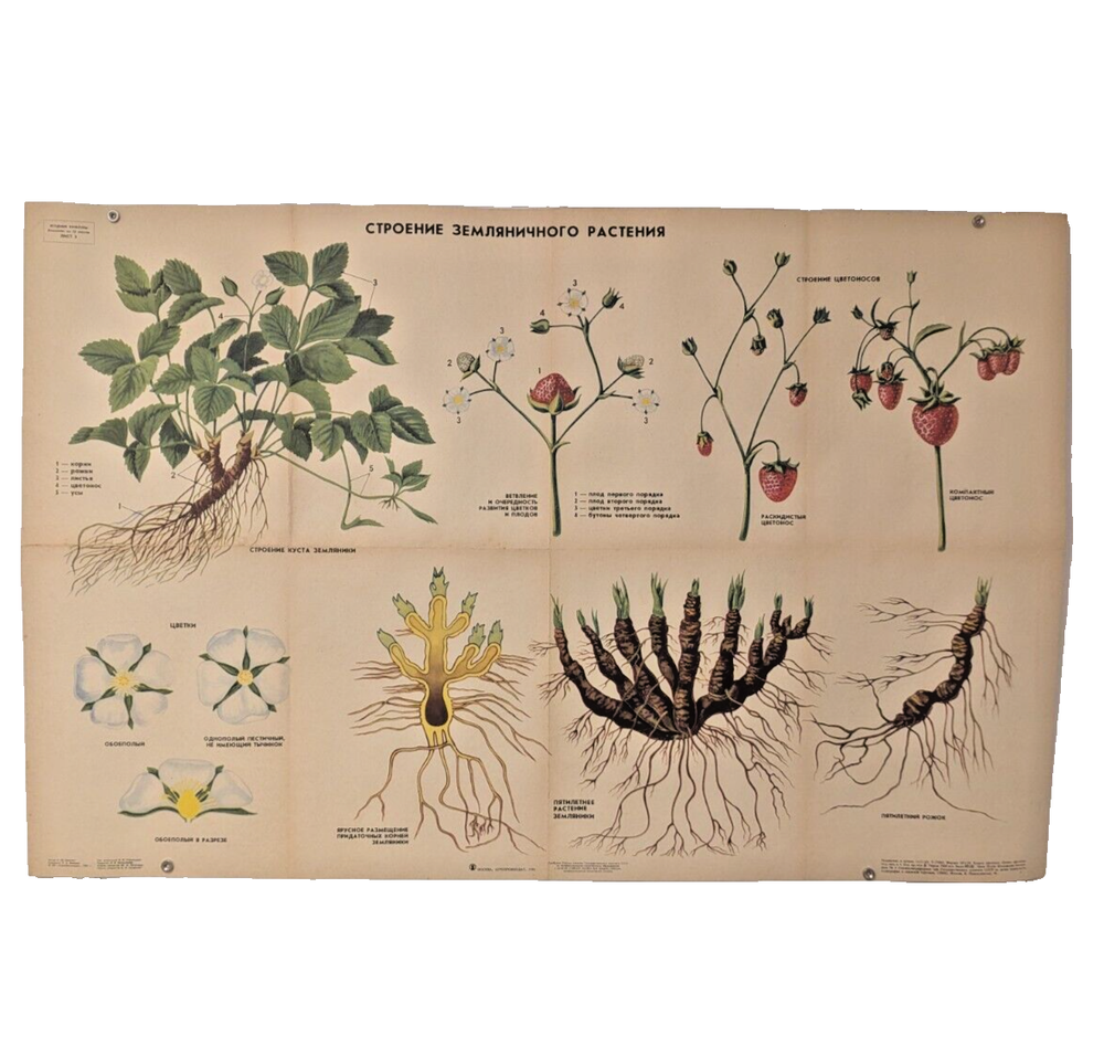 🌻 Plant Vintage Poster 1985 🌿 Soviet Boho Style 🌳 cultivation of strawberry