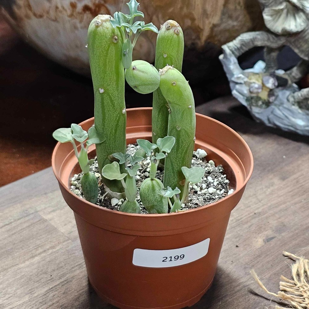 Senecio Articulatus 'Candle Plant' in a 4