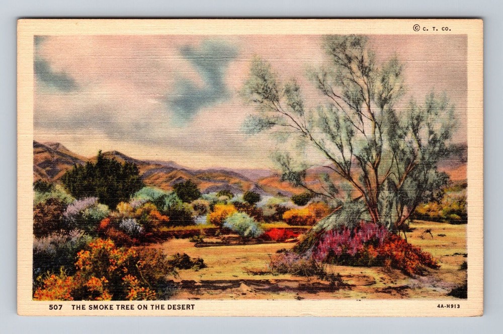 Smoke Tree on the Desert, Plants, Antique Vintage Postcard