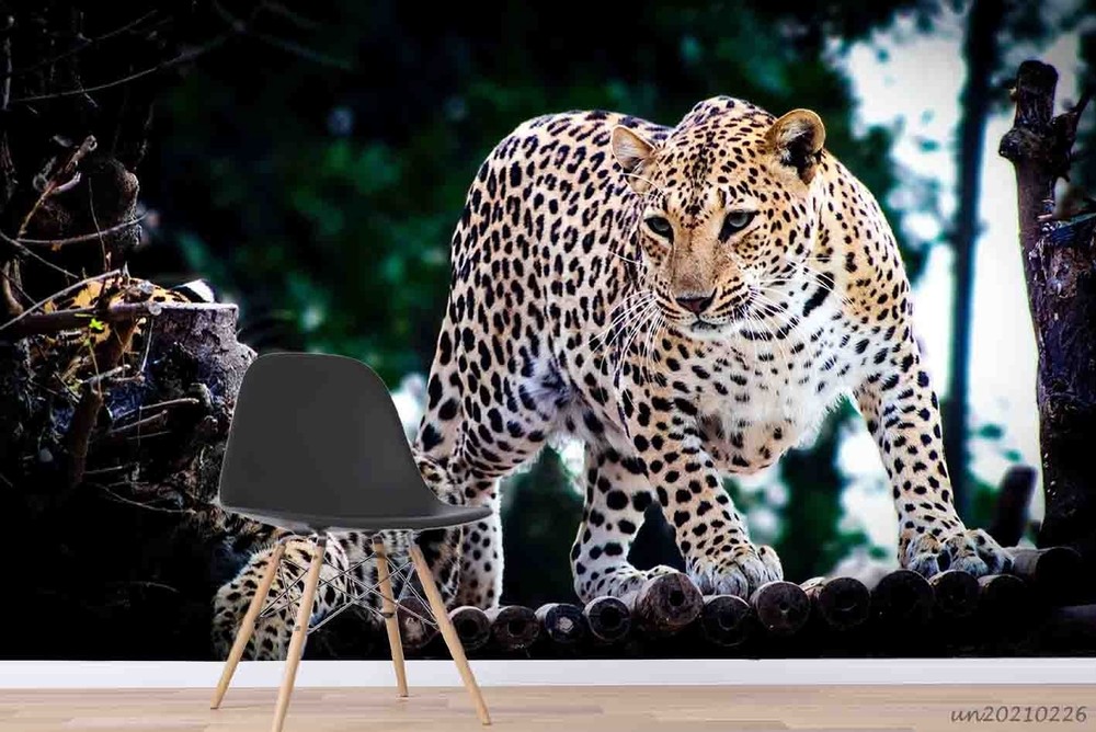 3D Leopard Animal Close-up Wall Murals Wallpaper Murals Wall Sticker