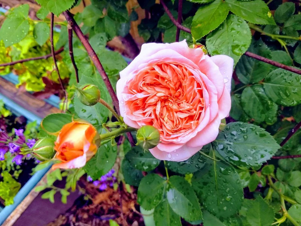 SUPER RARE Alchymist Roses - 3 unrooted cuttings for rooting or grafting