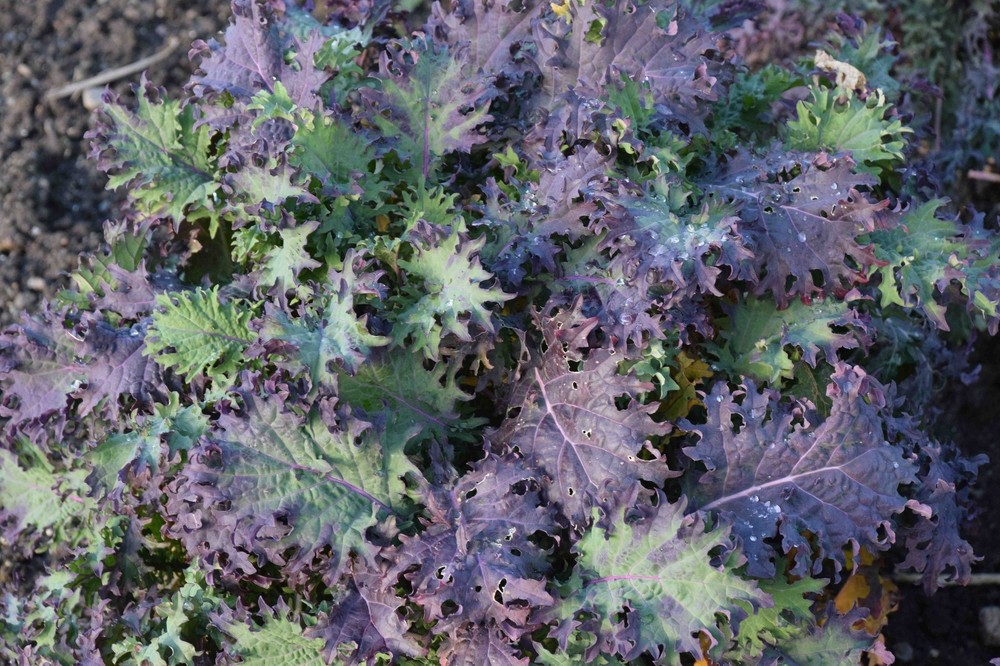 Red Russian Kale Seeds, NON-GMO, Antioxidants, Ragged Jack, FREE SHIPPING