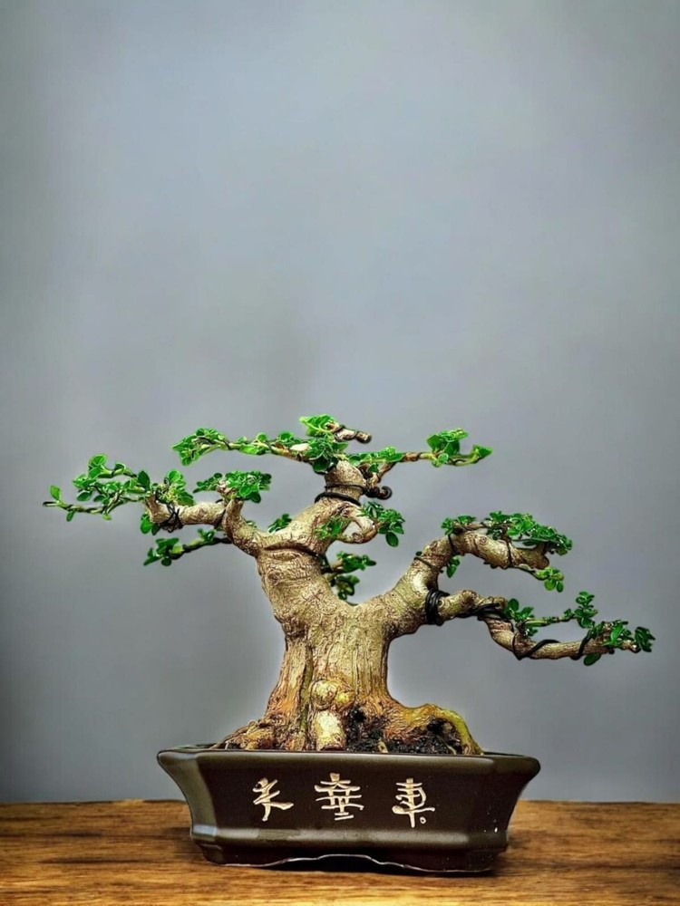 Premna Microphylla Bonsai Tree - Mature Contest-Quality Bonsai Plant