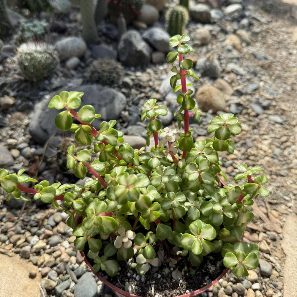 Portulacaria Afra Tricolor
