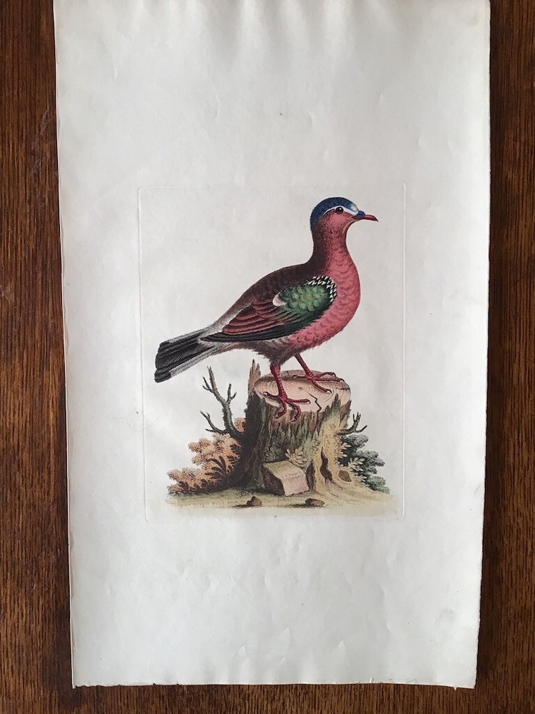 Antique hand-colored bird print a tropical dove species by George Edwards