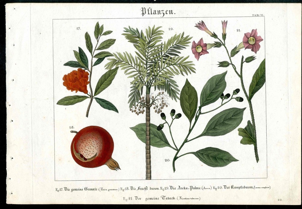 1805 Funke's Natural History Antique Botanical Print Palm,Nightshade,Pomegranate