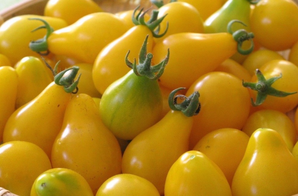 Yellow Pear Tomato Seeds, Rare, NON-GMO, Heirloom, Sweet & Juicy, FREE SHIPPING