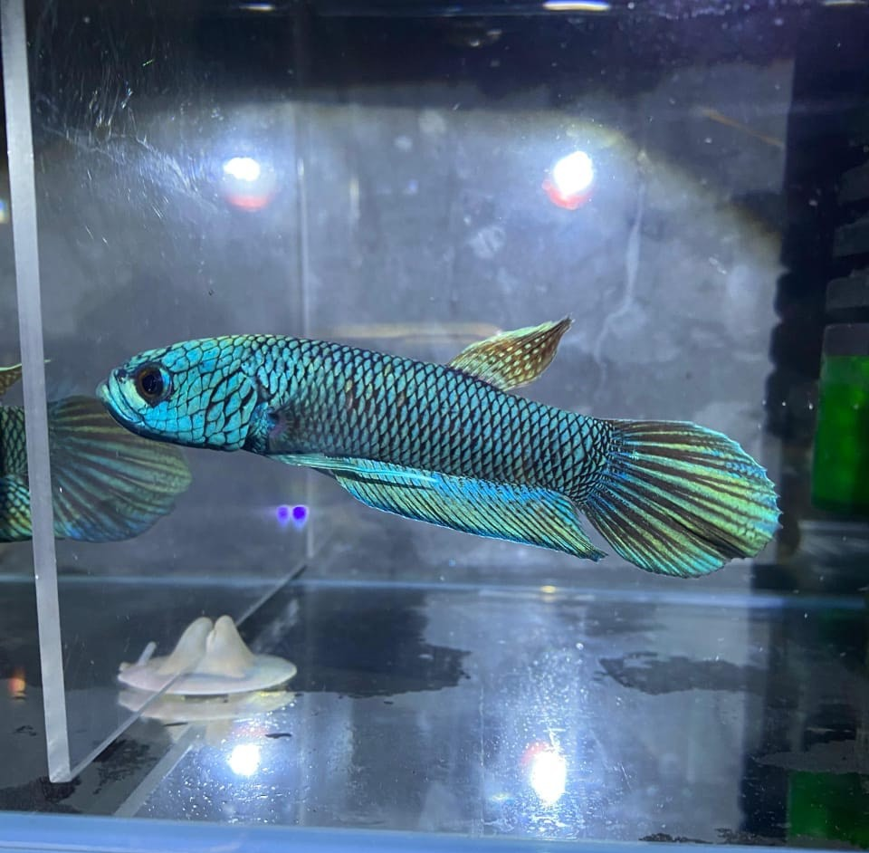 100% Real Pict Antuta Pair - Best WILD BETTA Male Female - Wholesale