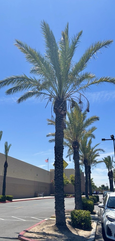 Medjool Date Palm 2 Starter Plants Live Not Seeds