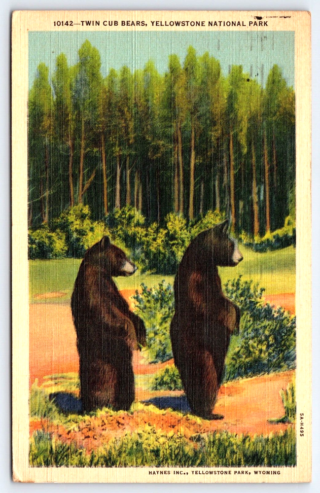 VINTAGE OLD ANTIQUE POSTCARD YELLOWSTONE NATIONAL PARK TWIN CUB BROWN BEARS 1941