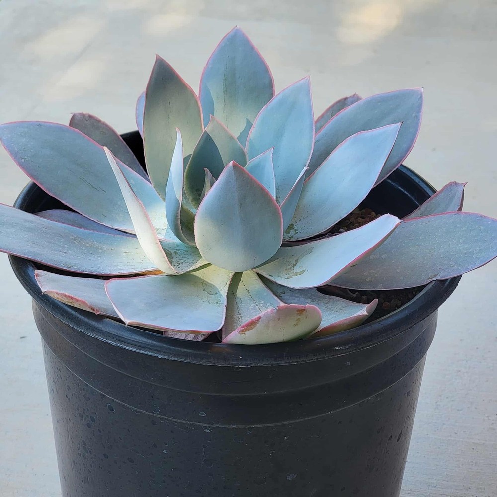 Echeveria 'Cante' Hybrid