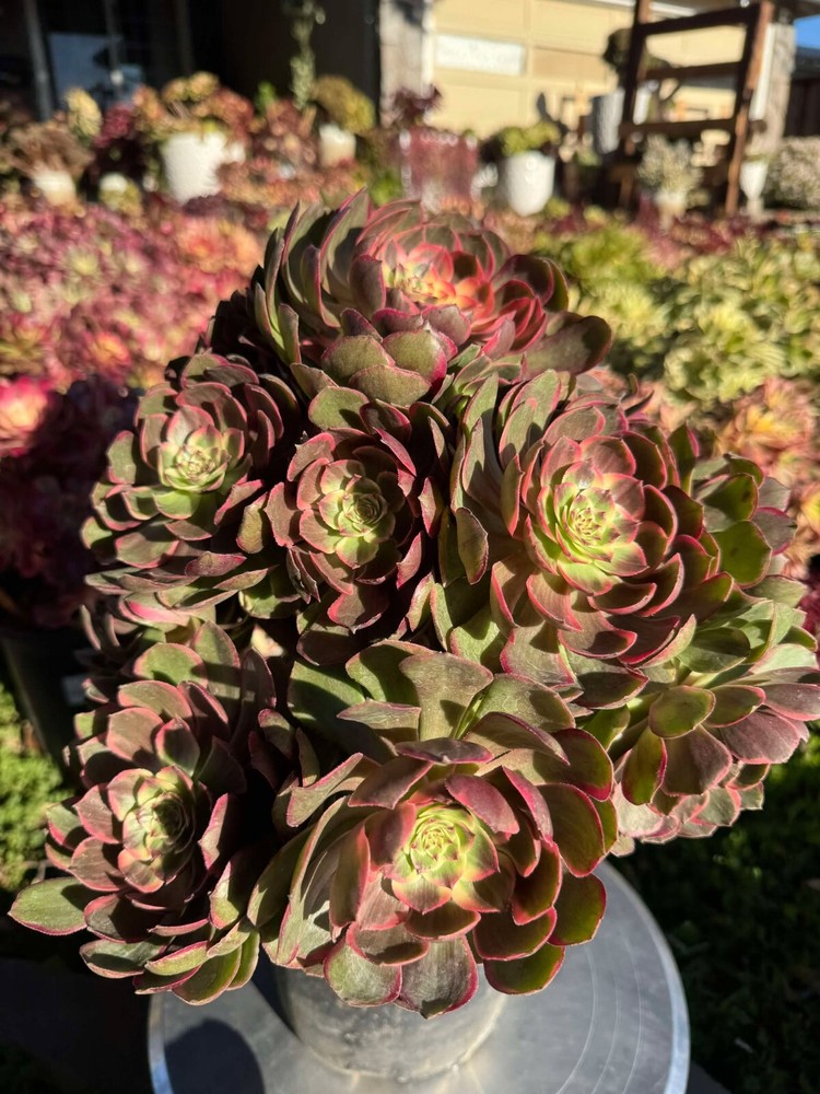 Succulent live plant Big Aeonium Yeyan #703 Office Live plant Home decor Plant