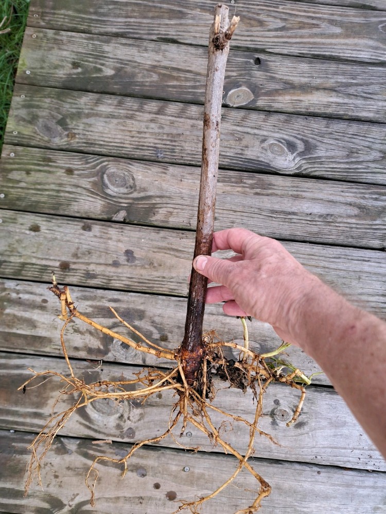 Three (3) American ROOTED Elderberry plants.