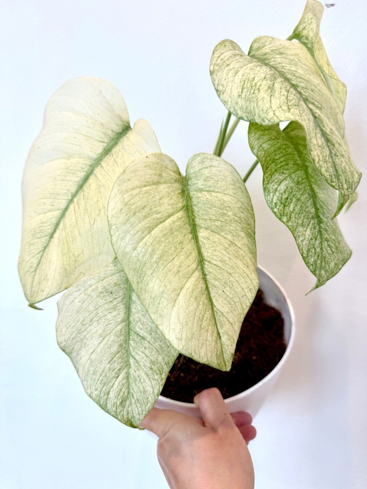 Rooted Monstera Deliciosa Mint Variegata Plant