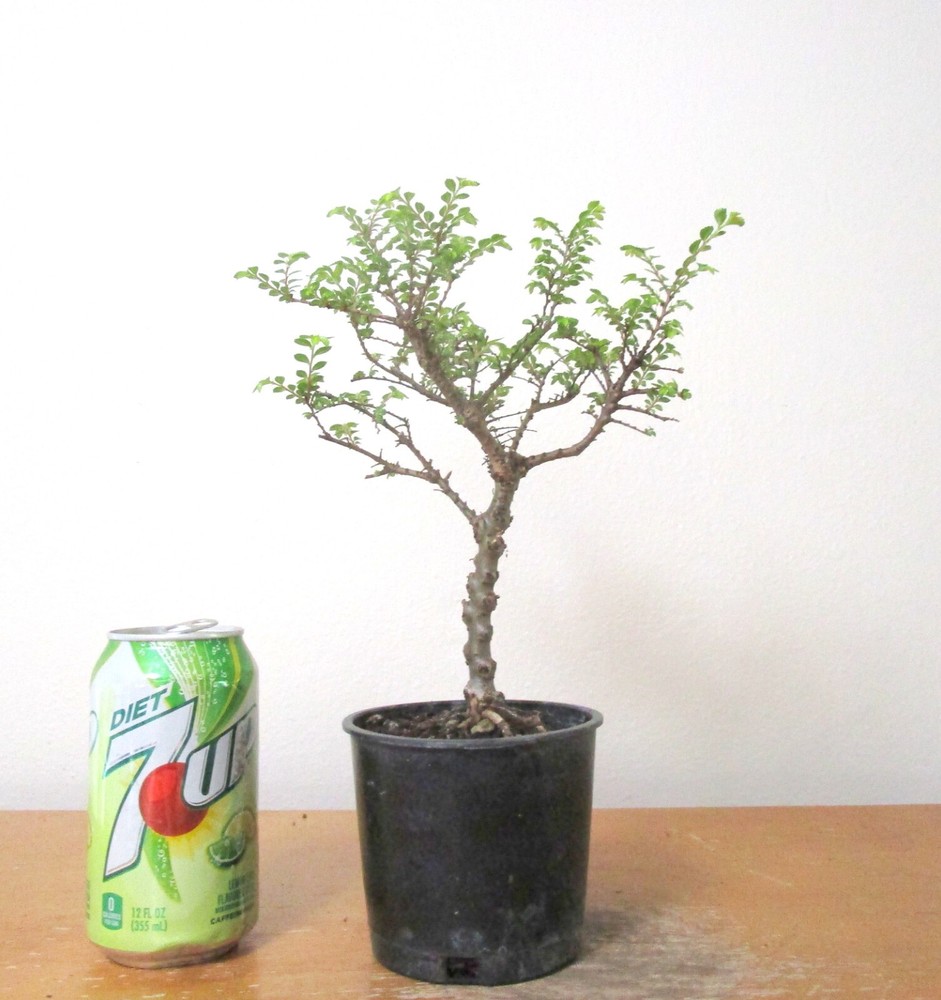 Fat Chinese Seiju Elm Mame Shohin Bonsai with Tiny Leaves Multiple Listings