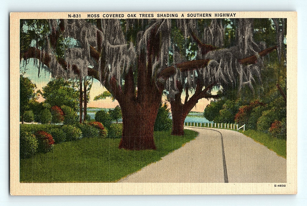 1940s Vintage Linen Postcard Mossy Oak Trees Along Southern Highway G8