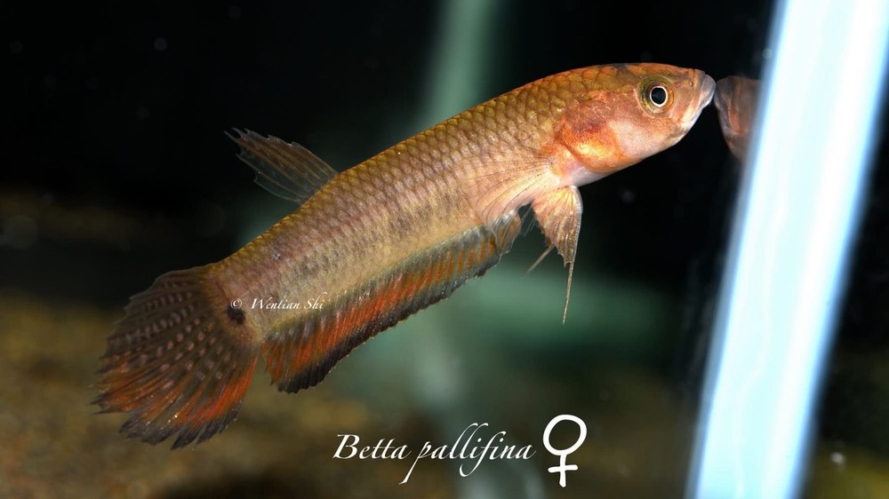 WILD BETTA PALIFINA GUMAS Pair Wholesale prices available