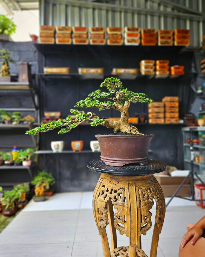 Premna Microphylla Bonsai Tree with Aged Character and Natural Beauty