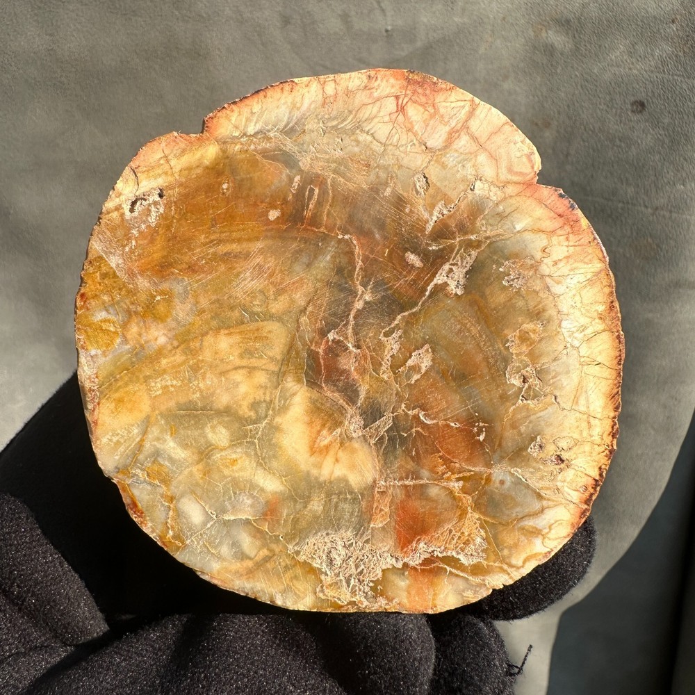 172g Polished Petrified Wood Slab with Vibrant Fossil Crystal Patterns