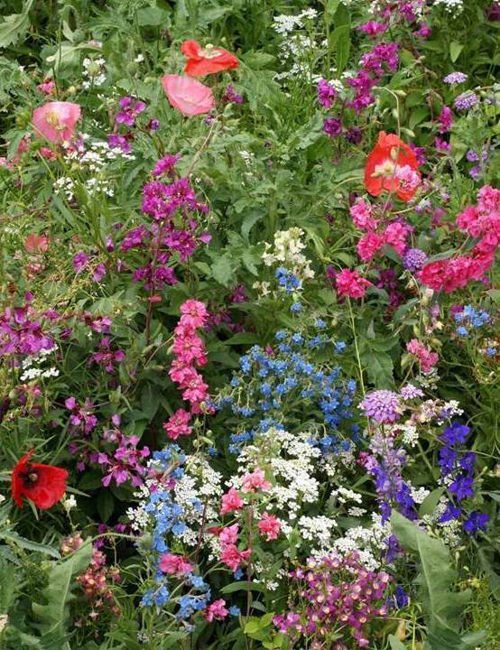 Part Shade Wildflower Mix Seeds - Annuals and Perennials - ST5
