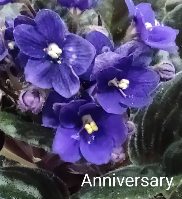 African Violet LEAF POT - ANNIVERSARY  standard