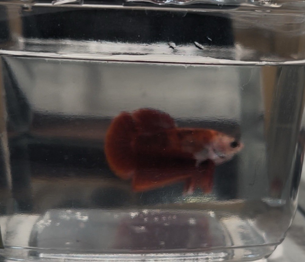 Halfmoon Male Betta Fish with Stunning Fancy Colors