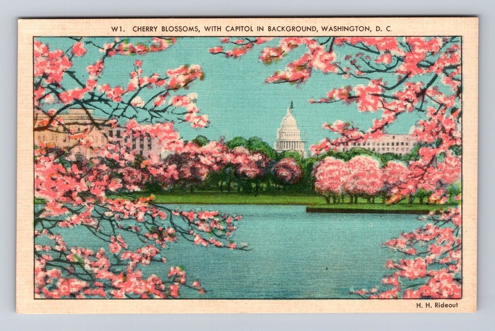 Vintage Antique Postcard of Cherry Blossoms at Washington DC Capitol Building