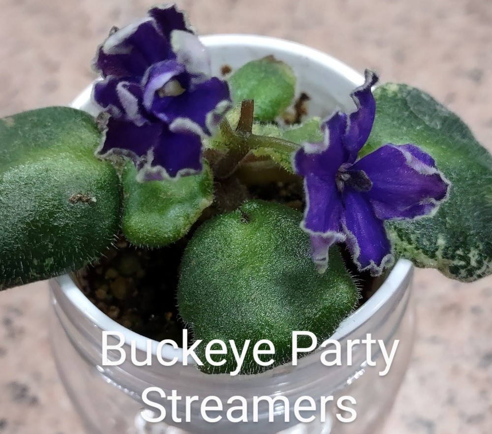 African Violet LEAF POT - BUCKEYE PARTY STREAMER standard