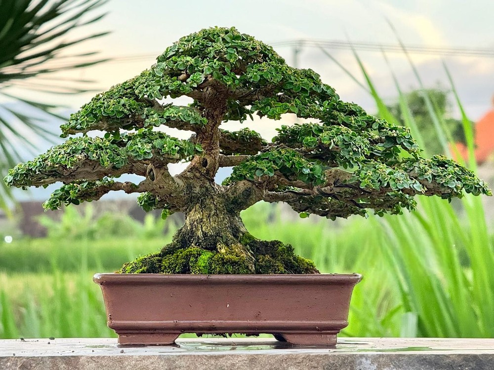 Premna Microphylla Bonsai Tree Old Contest Specimen Live Plant