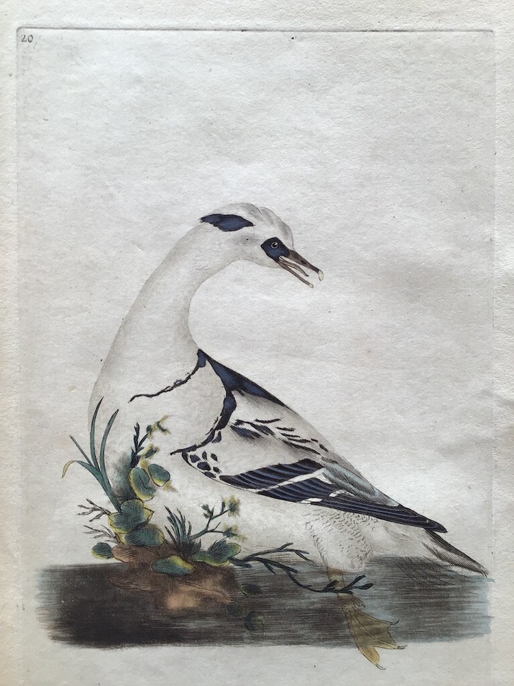 Antique hand-colored bird print of an adult male Smew by E.dward Donovan