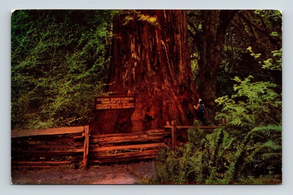 California Giant Redwood Trees Scenic Natural Landmarks Chrome Postcard