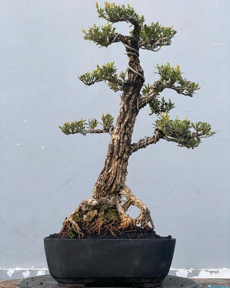 Actual plant Bonsai Boxus harladi Boxwood bonsai tree free phitosanitary